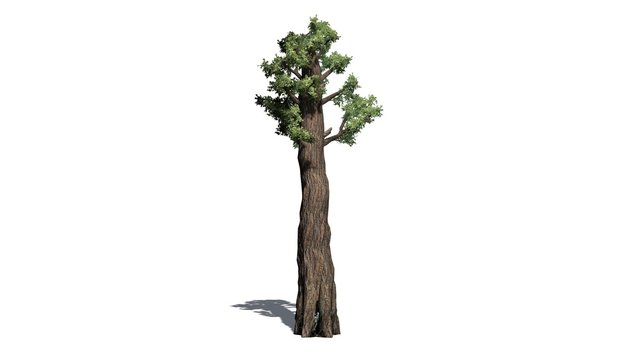 giant redwood tree - separated on white background