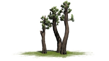 Fototapeta na wymiar giant redwood tree - separated on white background