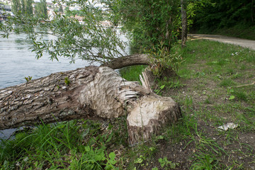 Von Bibern umgenagte Bäume