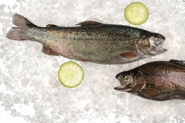 Raw trout fish in ice.