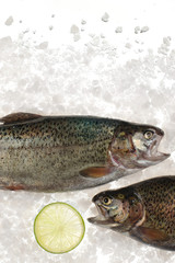 Raw trout fish in ice.