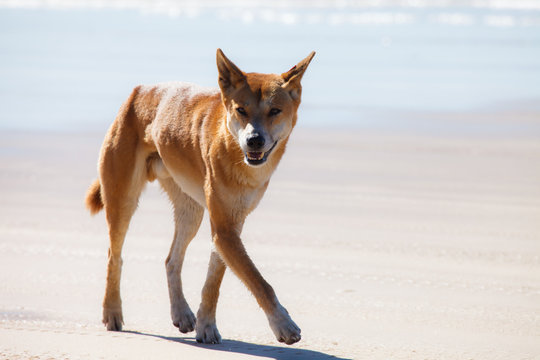 Dingo In Fraser Island Australia