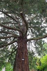 Fototapeta premium Mammut Baum