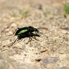 Zielony chrząszcz