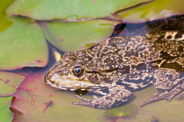 Frosch im Teich auf Seerosenblatt
