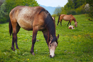 Naklejka na ściany i meble grazing horses on a green mountain meadows