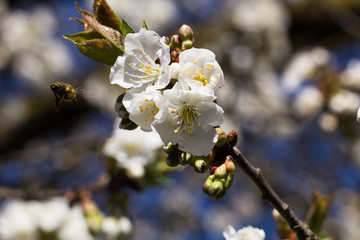 Cherry blossoms on a branch, with a bee on a flower coming