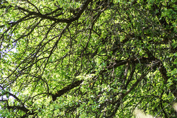 Obraz premium Äste eines Baumes