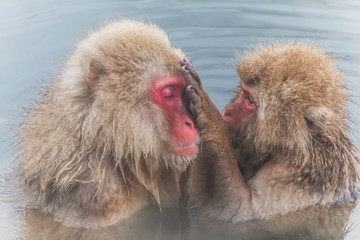 混浴のおさるのカップル monkey which is healed in a hot spring