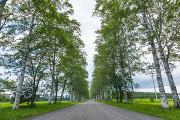 白樺の道　White birch road