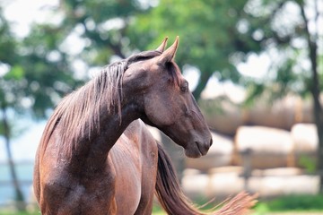 Horse portrait