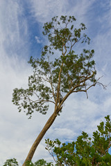 big tree under the blue sky