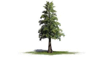 Western red Cedar tree - separated on white background