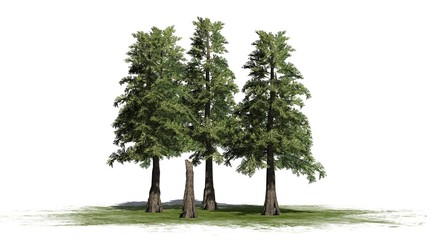 Western red Cedar tree cluster - separated on white background