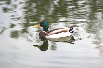 Wild duck on the lake