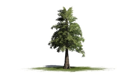 Western red Cedar tree - separated on white background