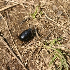 Czarny chrząszcz 