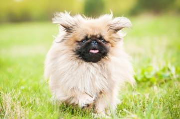 Funny pekingese dog running