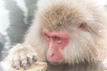 Obraz premium 何か見つめるおさるさん monkey which burns in an ambition 