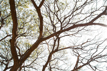 Branching off. Organic