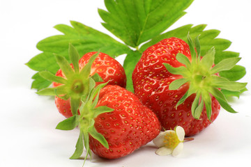 fraises 25052015
