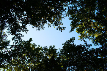 Rock the Wald