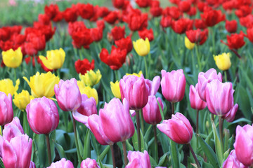 Tulips,many beautiful flowers blooming in the garden