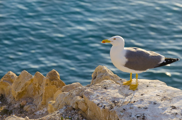 Seagull in a rock in front of a turquoise Mediterranean sea