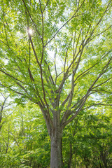 新緑と木漏れ日