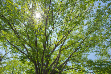 新緑と木漏れ日