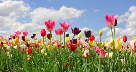 Abwaschbare Fototapete Tulpe Tulpenfeld in leuchtenden Farben, Blumen selber schneiden