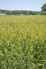 色づく前の小麦畑