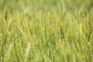 色づく前の小麦畑