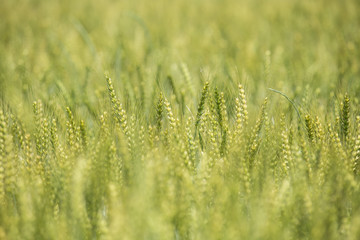 色づく前の小麦畑