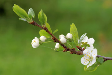 Plum flowers