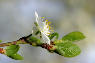 Plum flowers