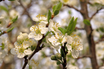 Plum flowers