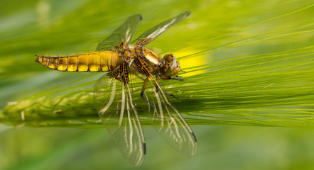 Plattbauch - Segellibelle