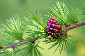 Larch strobilus