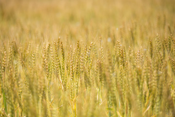 黄金色に色づいた収穫前の小麦畑