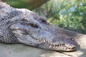 Obraz premium Head of a Crocodile