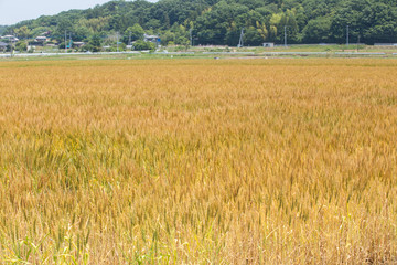 黄金色に色づいた収穫前の小麦畑