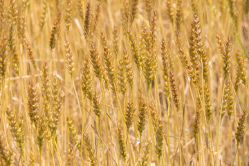 黄金色に色づいた収穫前の小麦畑