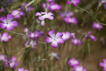 Fototapeta na wymiar 道ばたに咲く紫の花