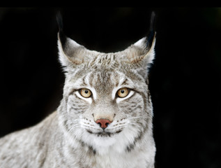 bobcat portrait on black