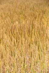 黄金色に色づいた収穫前の小麦畑