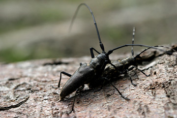 Żerdzianka krawiec - samiec i samiczka © agatop
