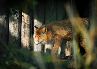 Fox sneaks