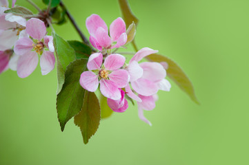 Fototapeta premium flowers of apple tree closeup on green blurry background