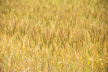 黄金色に色づいた収穫前の小麦畑